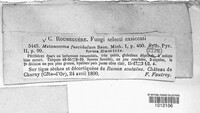 Nigrograna fuscidula image